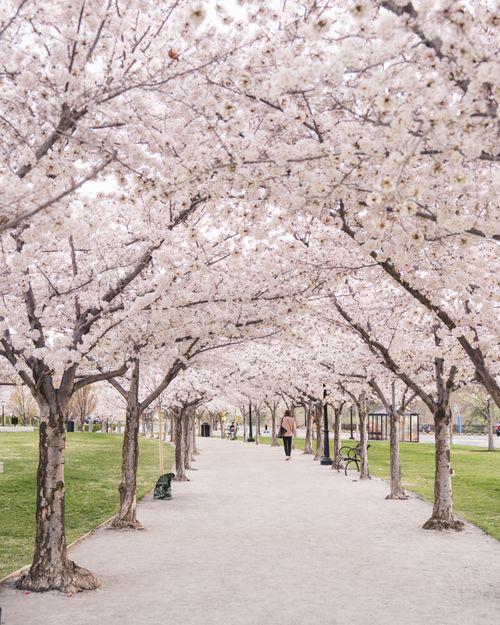 Free A serene walkway lined with blooming cherry blossoms creates a picturesque scene. Stock Photo