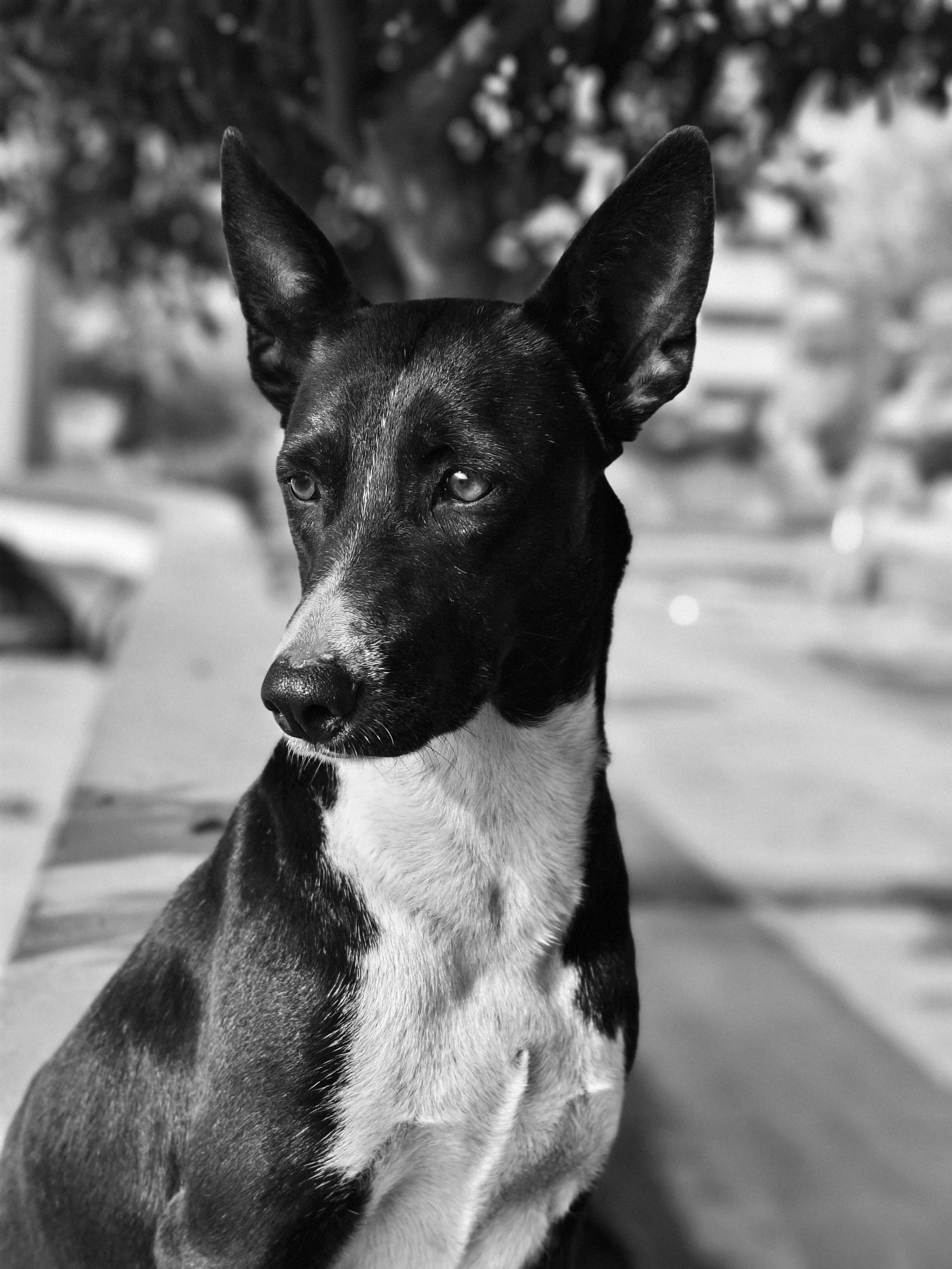 Black and White Portrait of a Dog Outdoors · Free Stock Photo