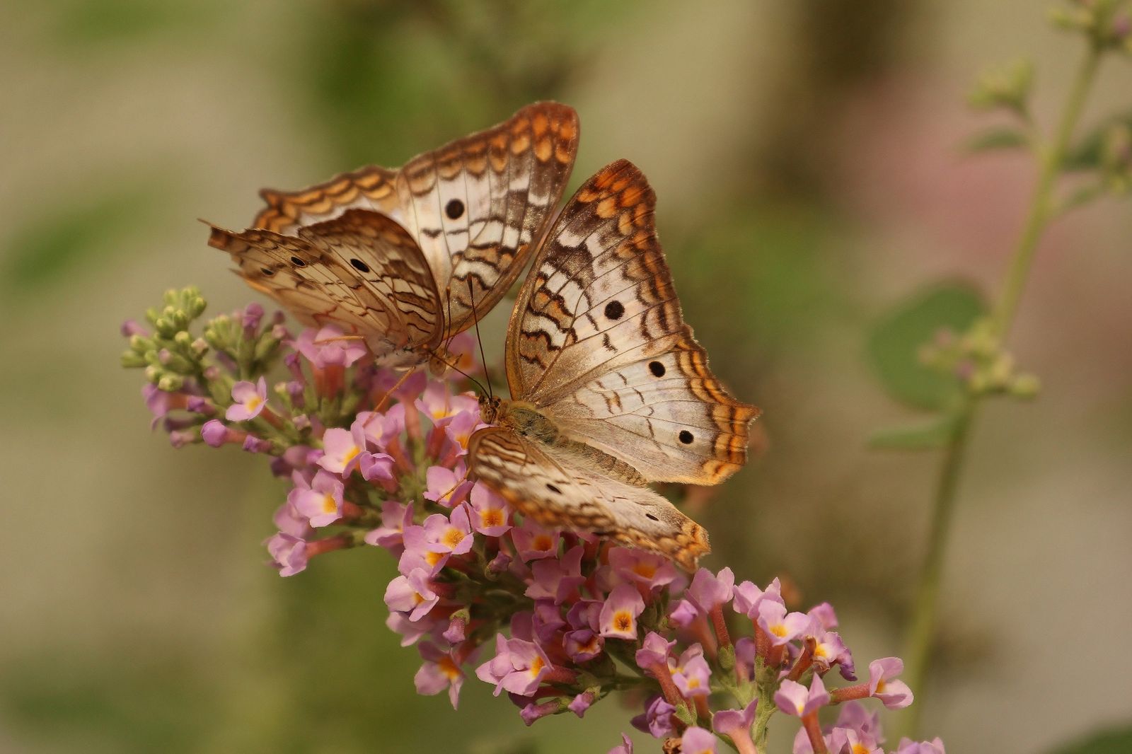Marco Insects Macro Insects Photos, Download The BEST Free Macro Insects Stock Photos ...