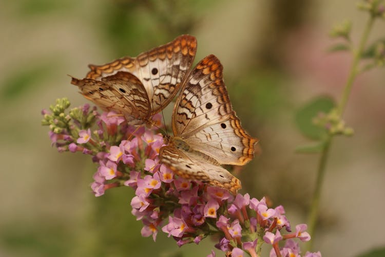 2 Brown And White Butterflies On Pink Flowers