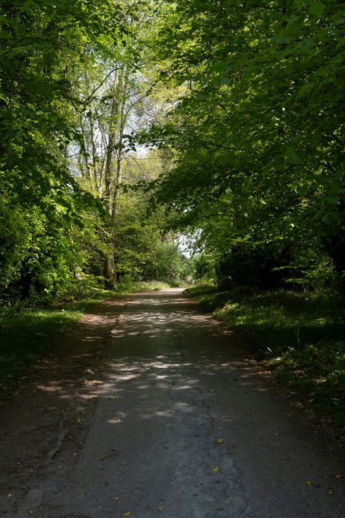 Free A tranquil forest pathway surrounded by lush greenery in Ireland, ideal for nature walks and peaceful escapes. Stock Photo