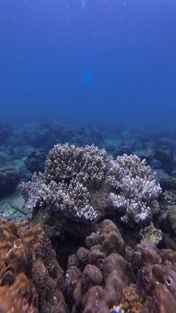 A vibrant underwater view of a coral reef teeming with life in clear blue waters.