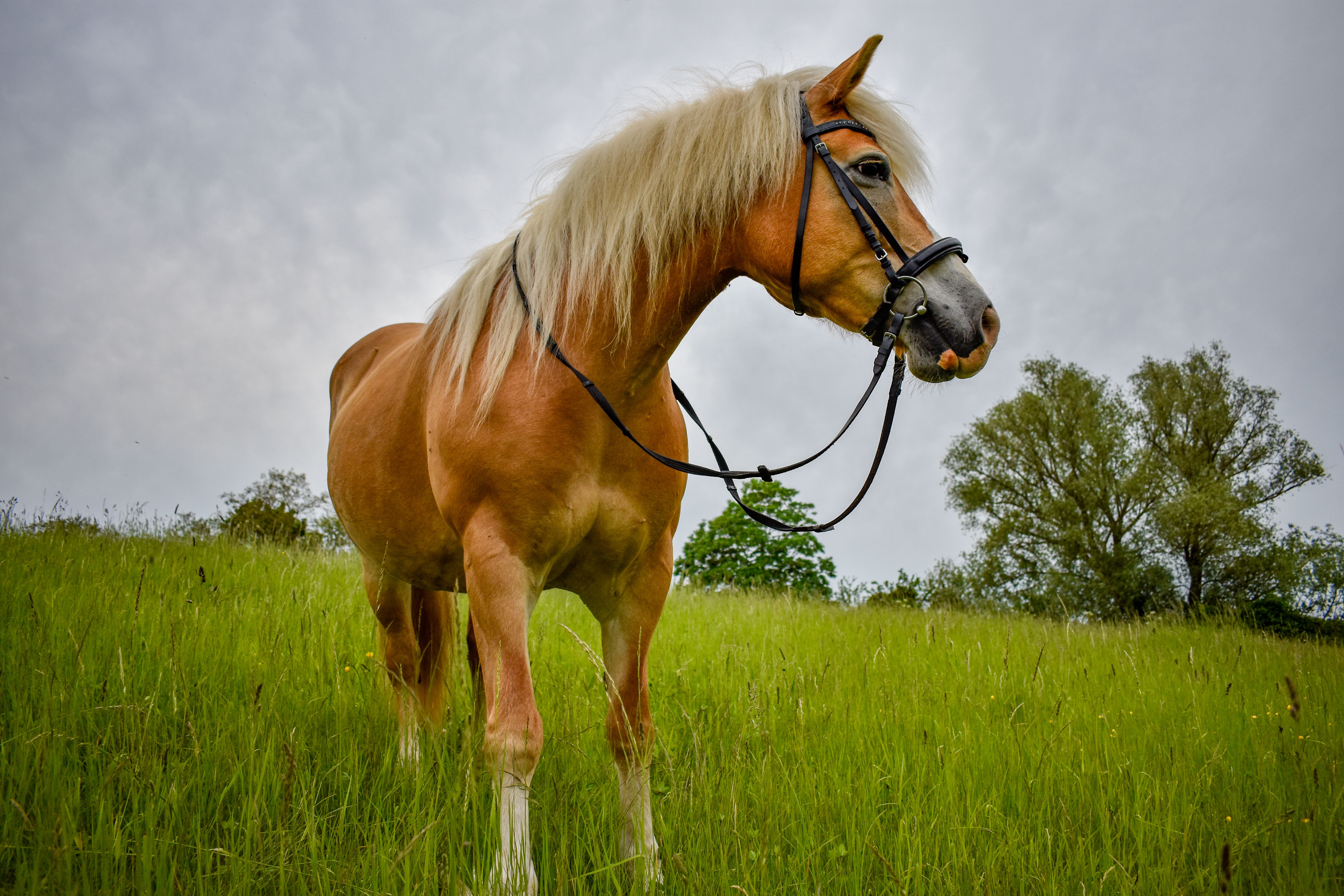 A Haflinger horse stands gracefully in a verdant field, showcasing its beauty against a cloudy sky.