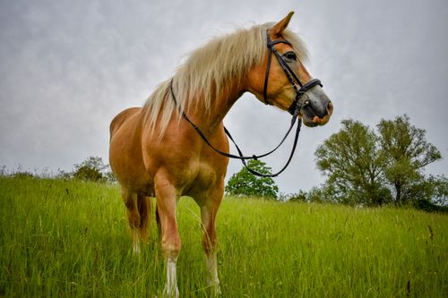 Free A Haflinger horse stands gracefully in a verdant field, showcasing its beauty against a cloudy sky. Stock Photo