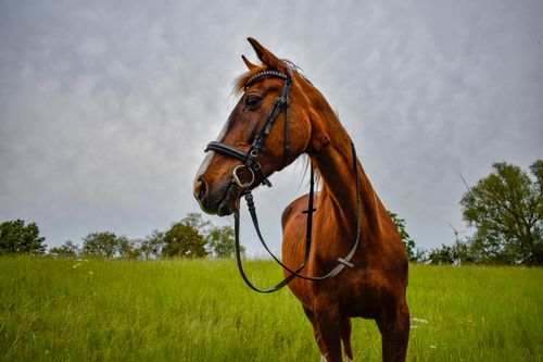 Free A beautiful brown horse with a bridle stands majestically in a green field under a cloudy sky. Stock Photo
