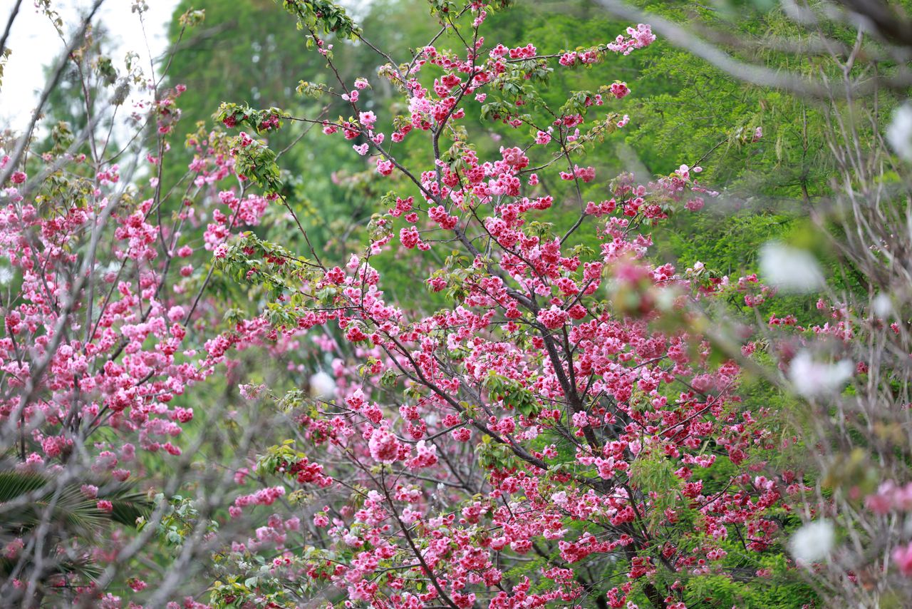 vibrant pink cherry blossoms flourish amidst lush green leaves capturi