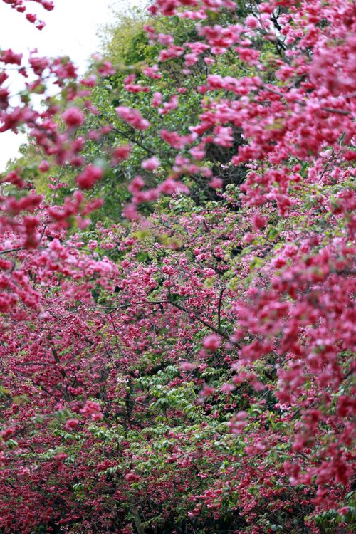 Free A colorful display of blooming cherry blossom trees in a lush garden setting during spring. Stock Photo