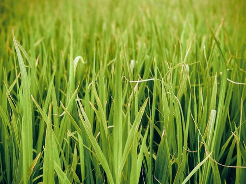 Free Detailed close-up of vibrant green grass blades capturing nature's serene beauty. Stock Photo