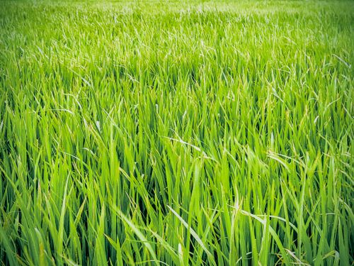 Free Vibrant green field of grass up close, showcasing lush growth and texture. Stock Photo