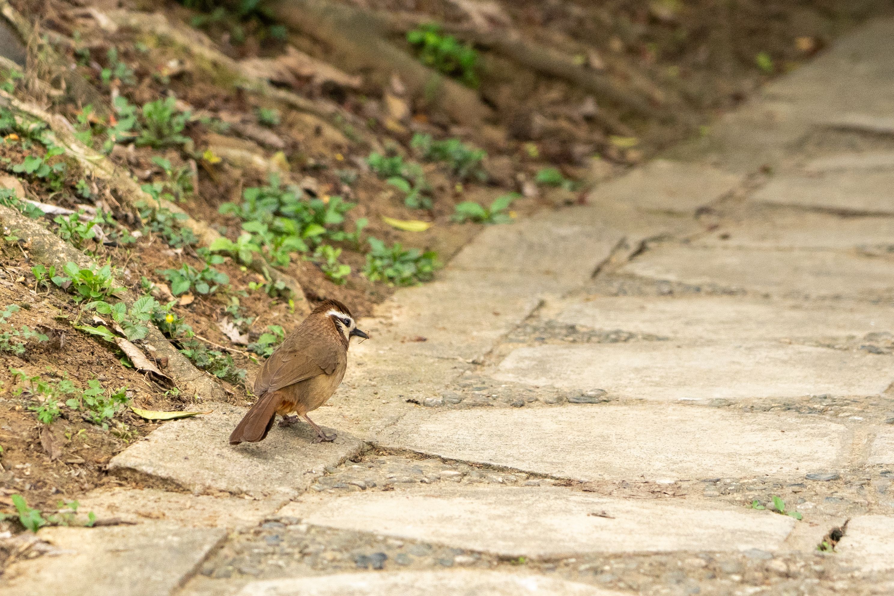 Brown Bird on a Stone Pathway in Nature · Free Stock Photo