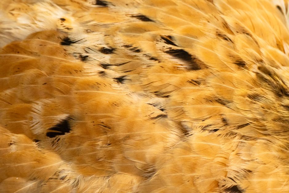 Detailed close-up of bird feathers showcasing brown tones and intricate patterns for texture study.
