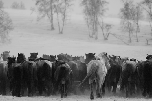 A dramatic black and white photo of a herd of horses in a snowy field.