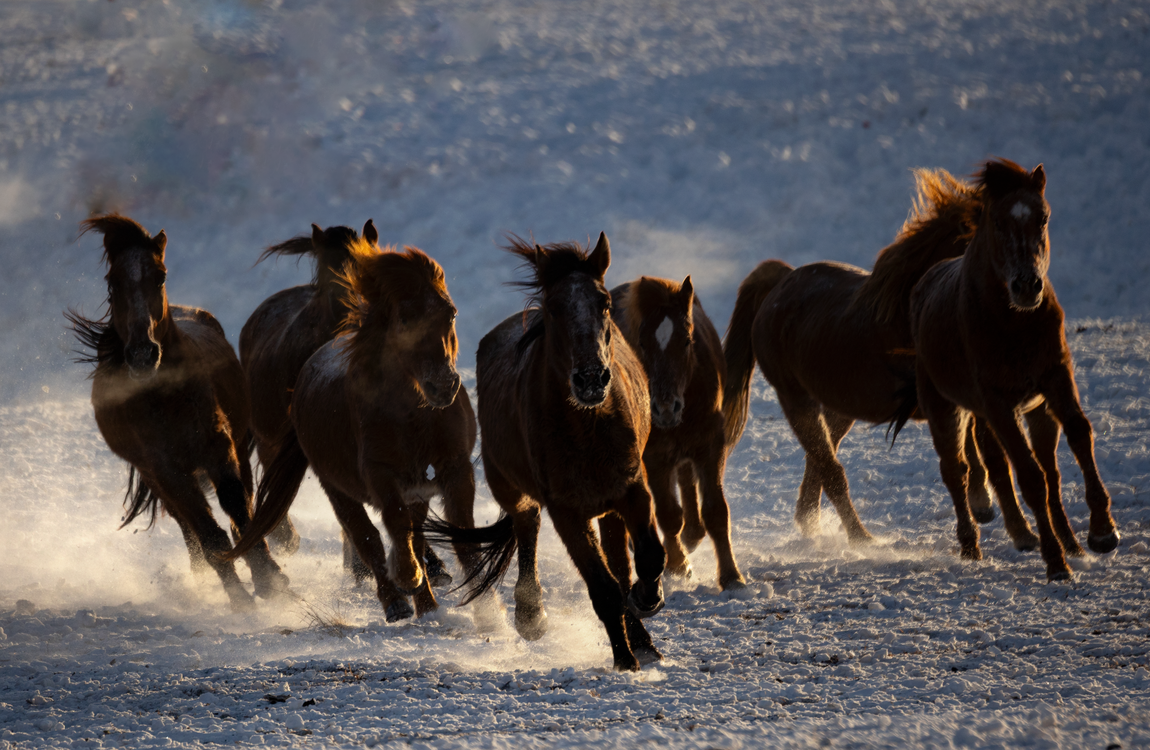 Wild Horses Running in Snowy Field at Sunset · Free Stock Photo
