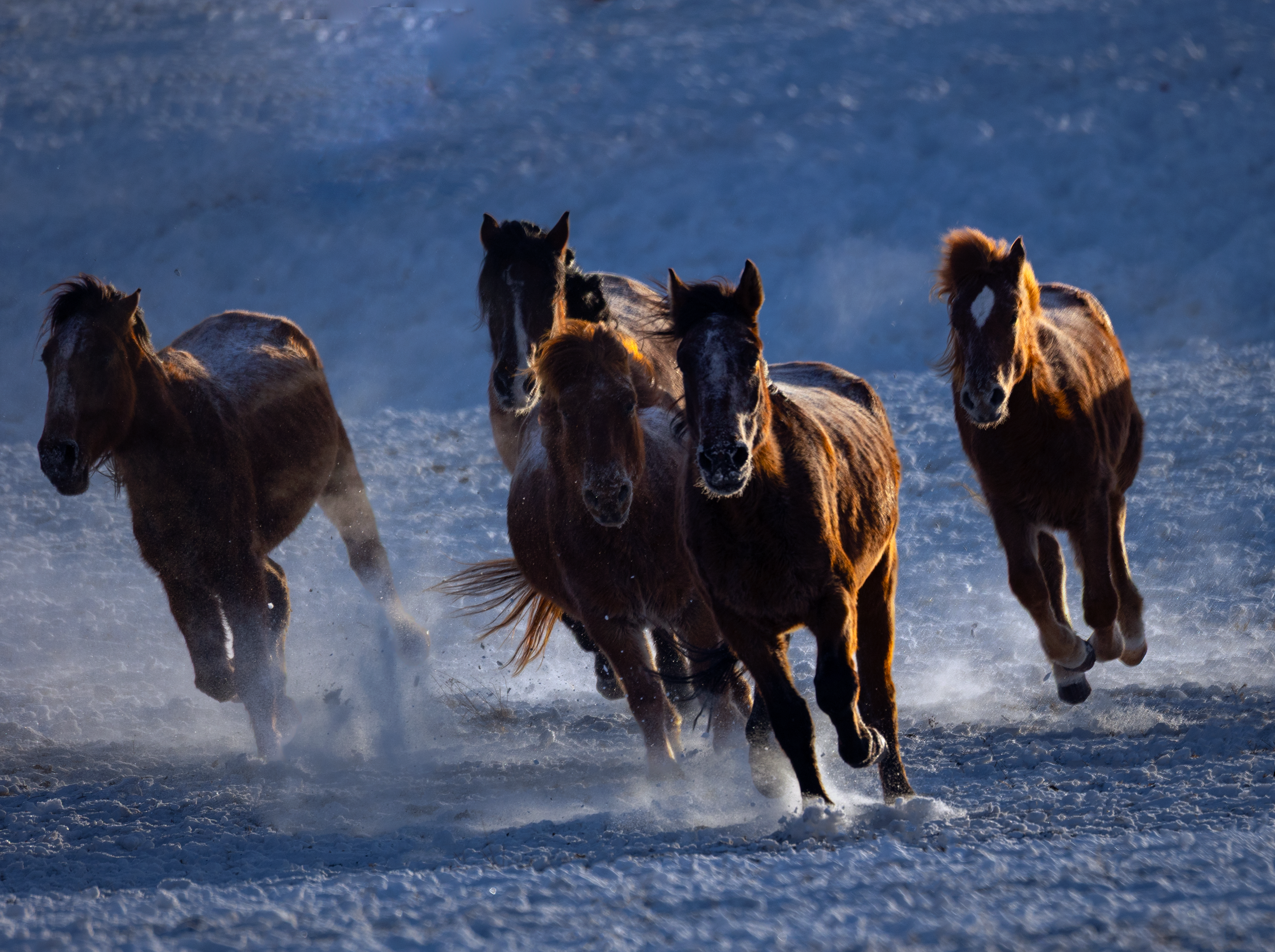 best hoof conditioner for dry hooves