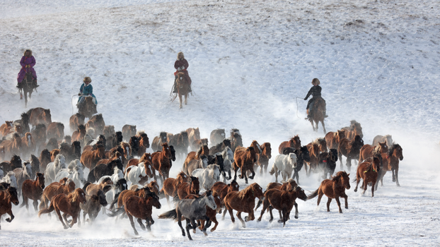 A group of riders herds horses across a snowy landscape, showcasing winter equestrian skills.