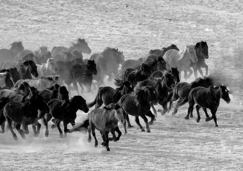 Group of White Horses Running in Open Field · Free Stock Photo