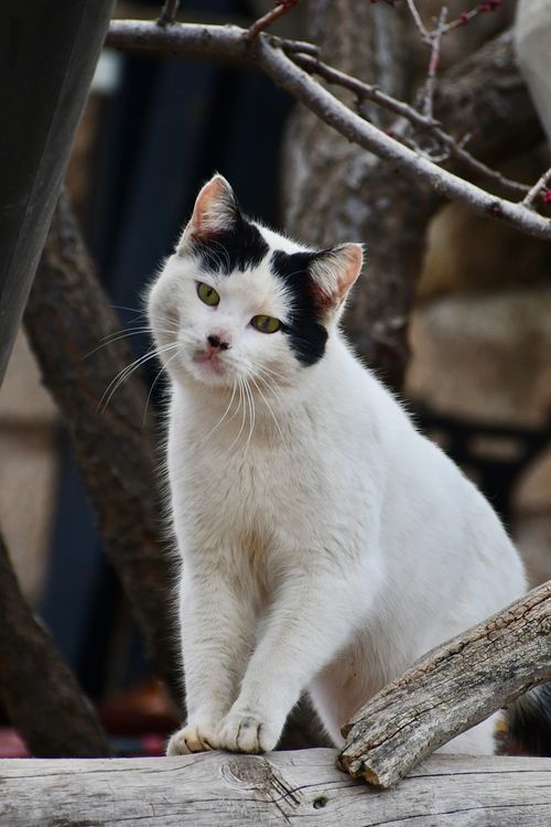 Free Curious black and white cat perched on wooden branches in a natural outdoor setting. Stock Photo
