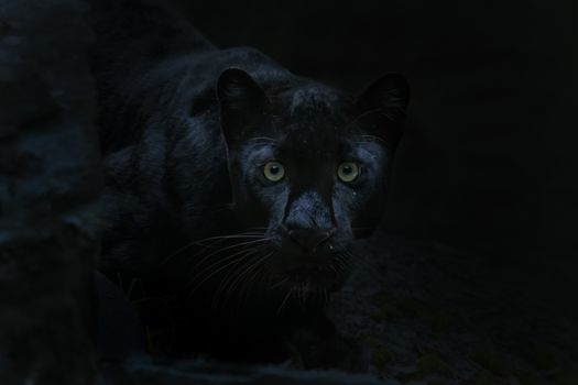A striking photograph of a black panther gazing intently in a dimly lit jungle setting.