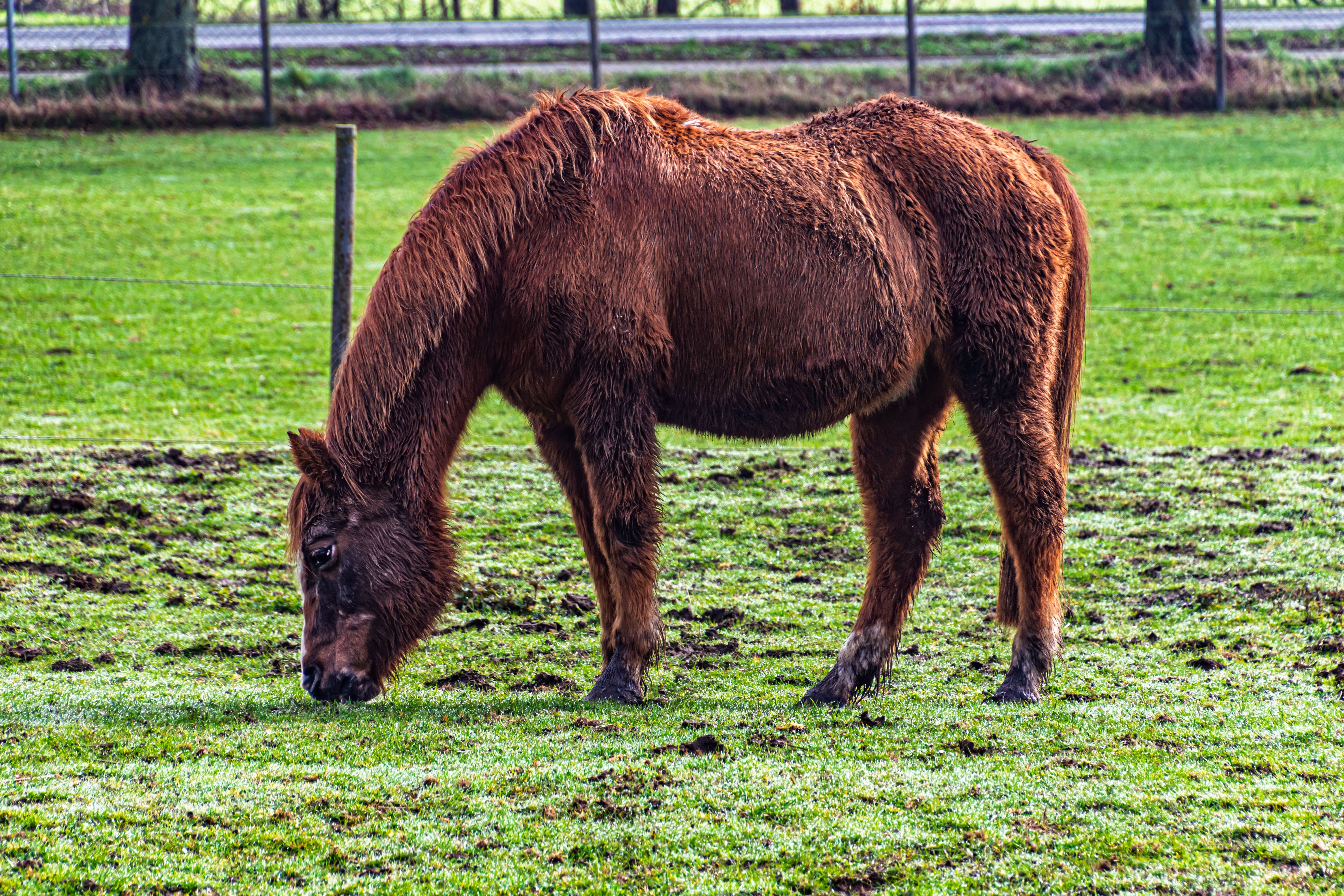 A brown horse peacefully grazing in a lush green pasture in Coesfeld, Germany.