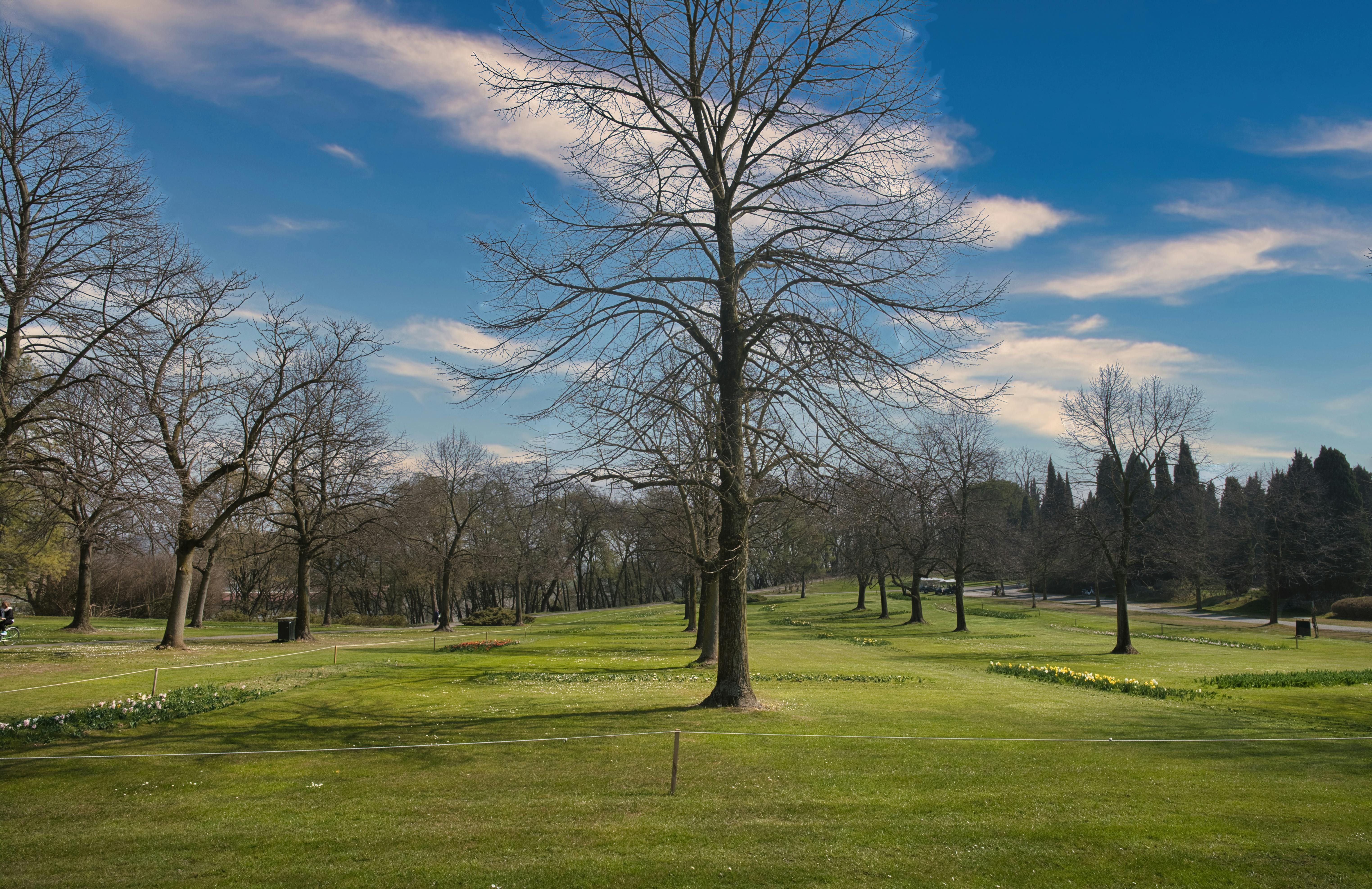 How do public parks shape urban life in U.S. cities?