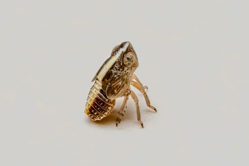 Free Close-up macro photograph of a leafhopper insect isolated on a white backdrop. Stock Photo