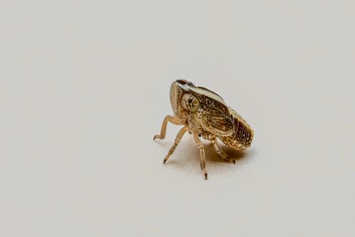 Free Close-up macro shot of a brown leafhopper insect against a white background, showcasing intricate details and texture. Stock Photo