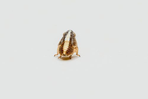 Free Close-up of a leafhopper insect isolated on a white background. Stock Photo