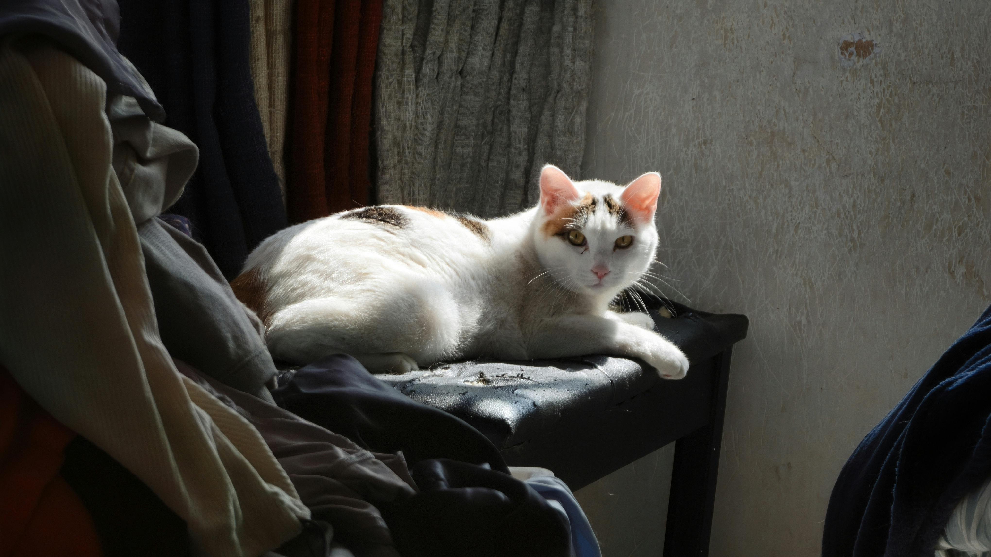 斯芬克斯无毛猫 - 猫咪
