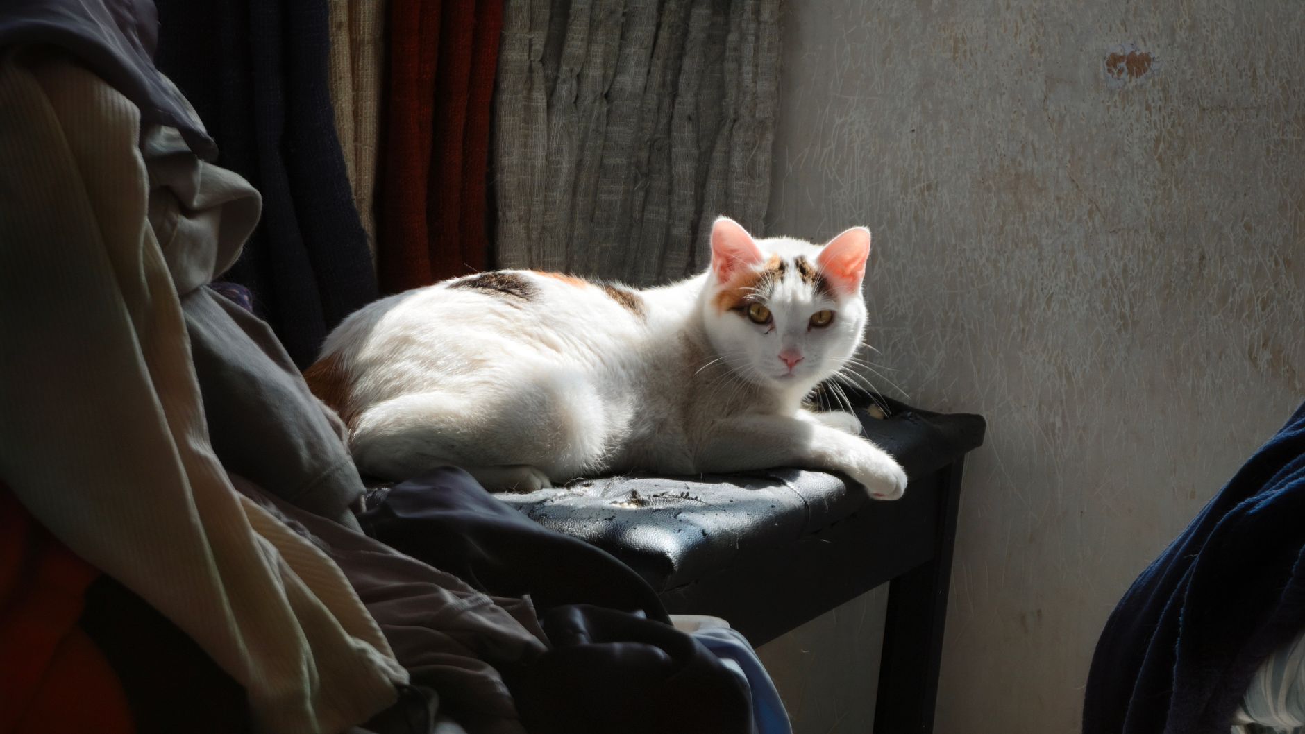Portrait of a cat at a veterinary clinic