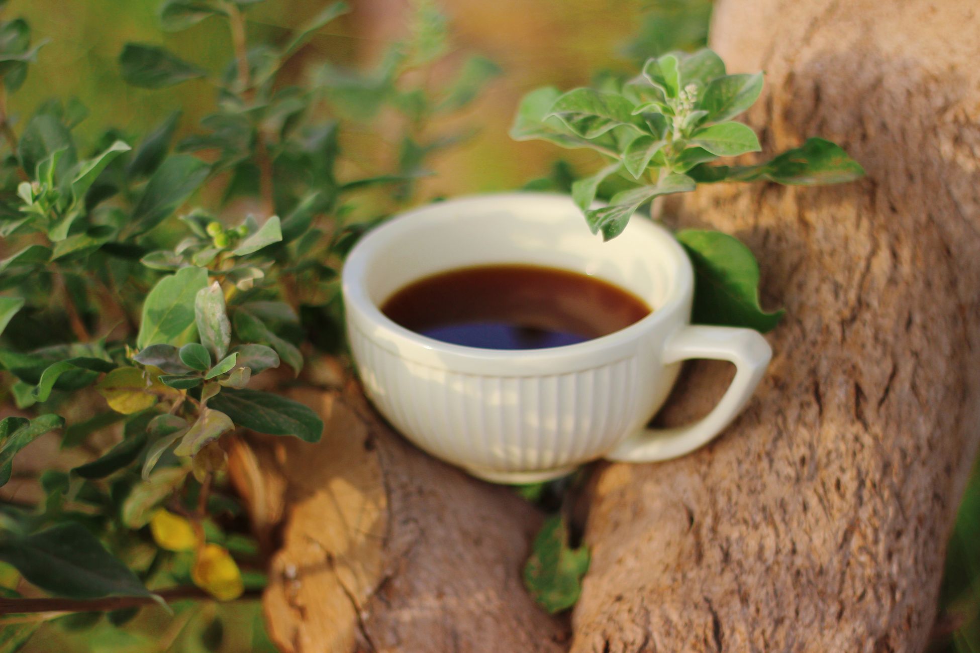 A warm cup of coffee resting on a tree branch surrounded by vibrant green foliage in natural light.