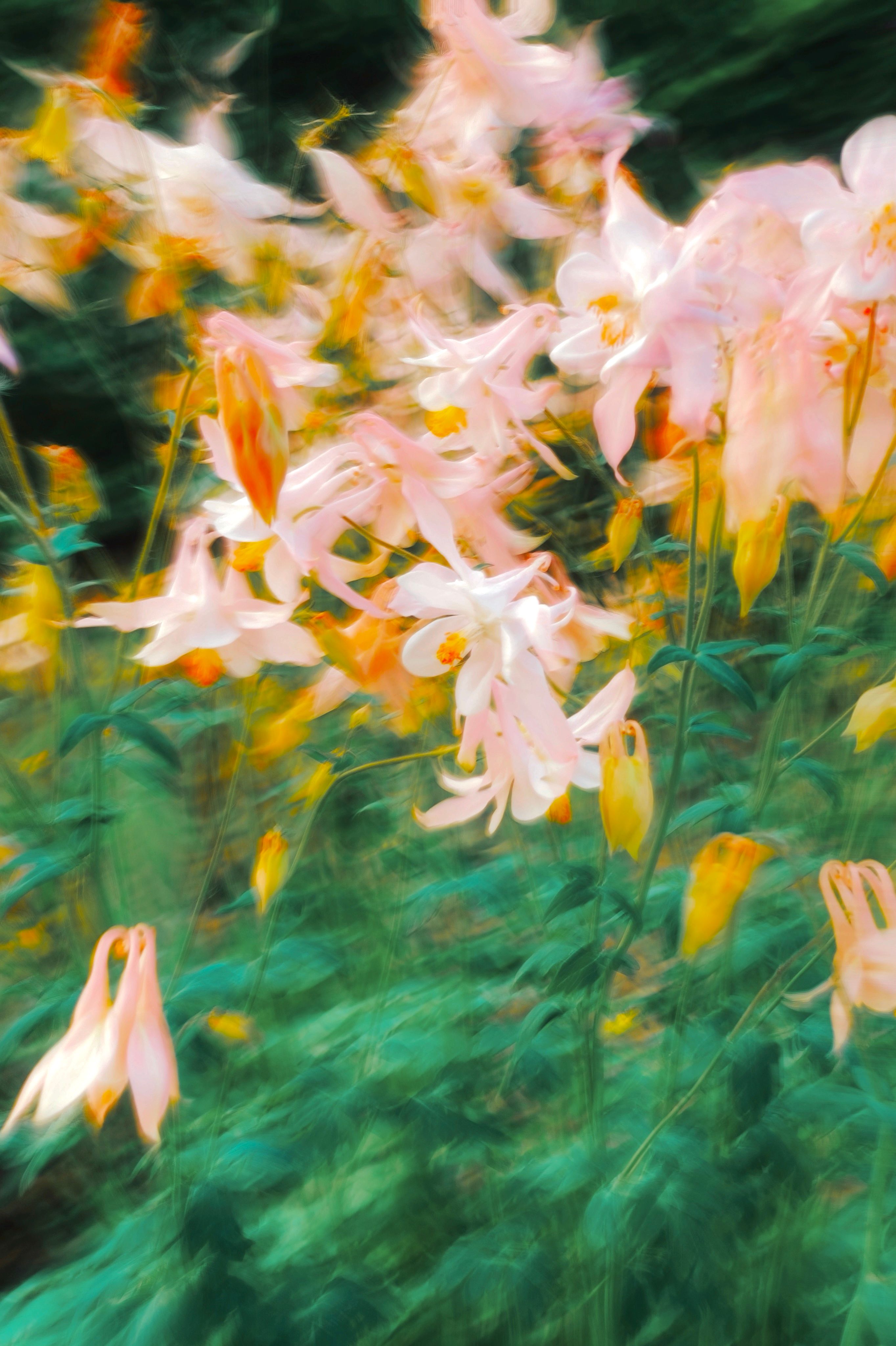 Dreamy Abstract Floral in Motion · Free Stock Photo