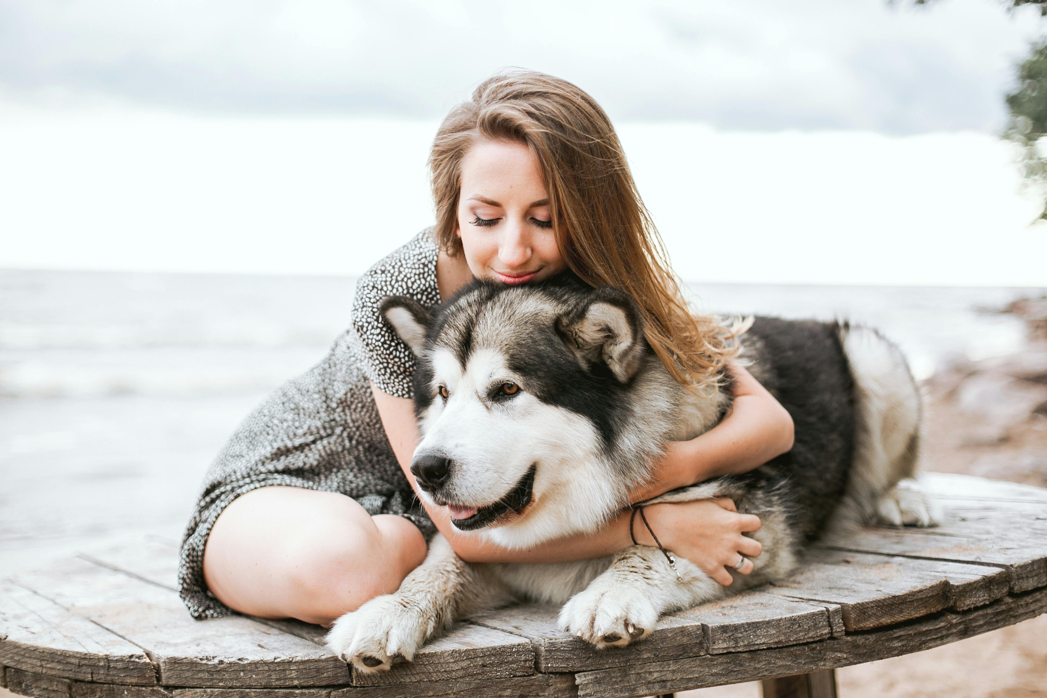 Woman in Gray Dress Hugging Black and White Siberian Husky Puppy · Free  Stock Photo