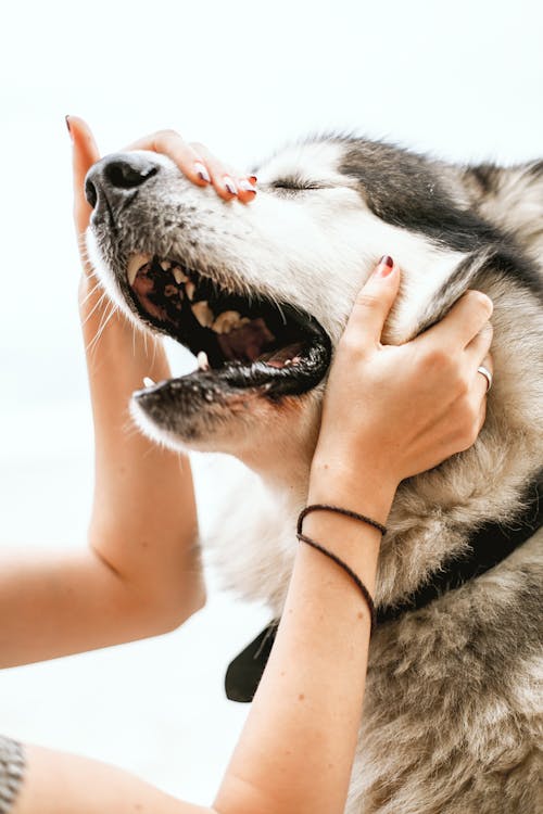 Persoon Met Zwart Wit Siberische Husky