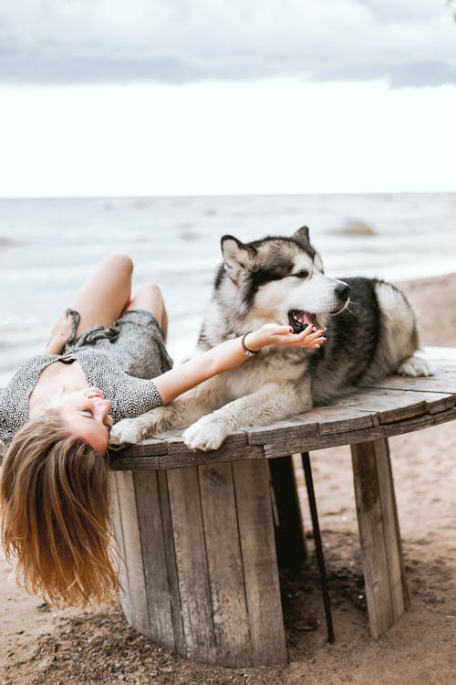Woman in Gray Dress Lying on Brown Wooden Table With White and Black Siberian