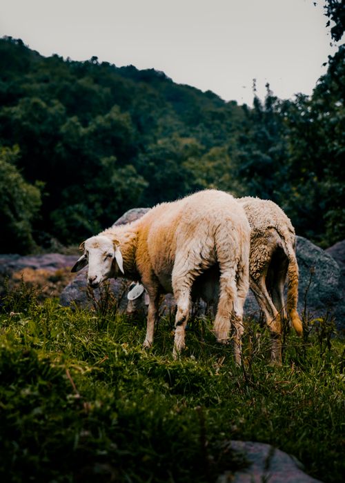 Free Two sheep grazing on green grass amidst rocks in Morocco's lush landscape. Stock Photo