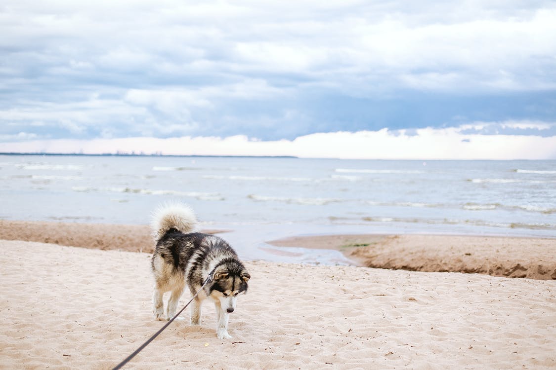 Husky Siberiano In Bianco E Nero Sulla Spiaggia