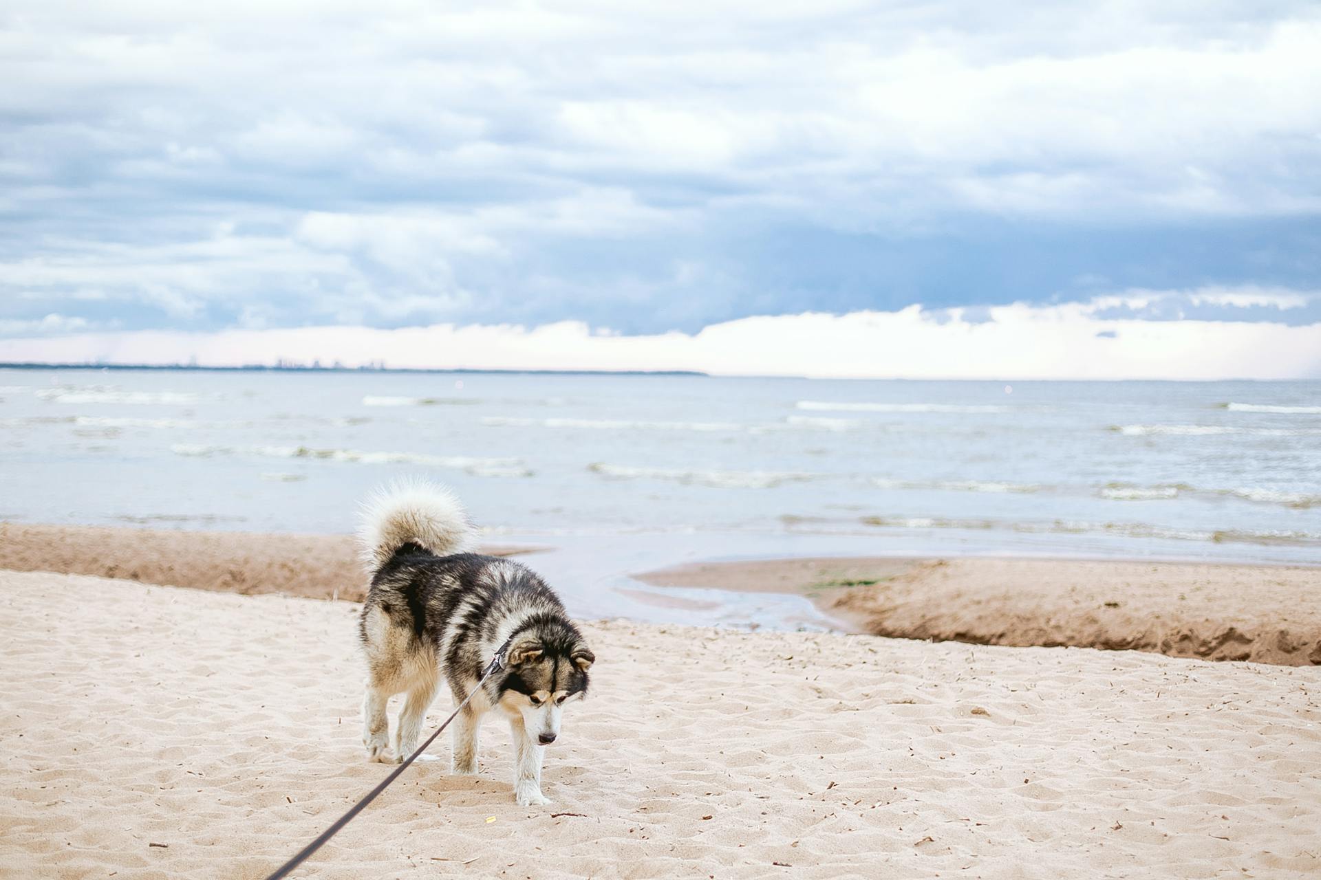 Husky sibérien noir et blanc sur la plage