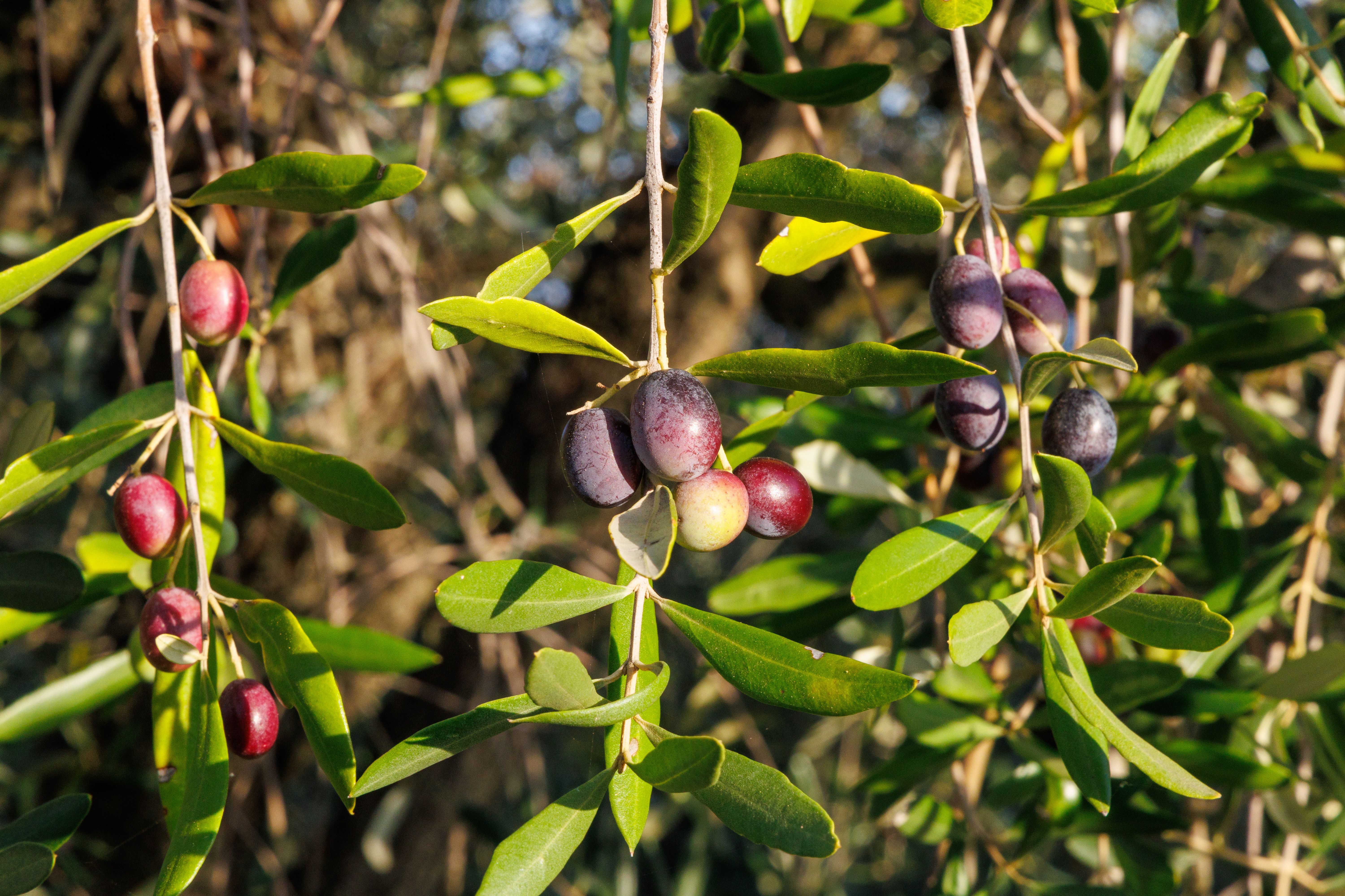 Ripe Olives Photos, Download The BEST Free Ripe Olives Stock Photos ...