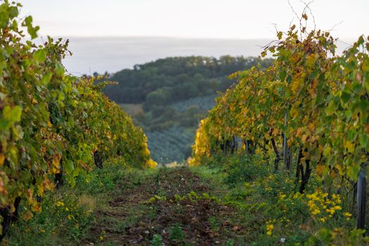 Carp Village Harvest Supper Returns to KIN Vineyards Oct. 3