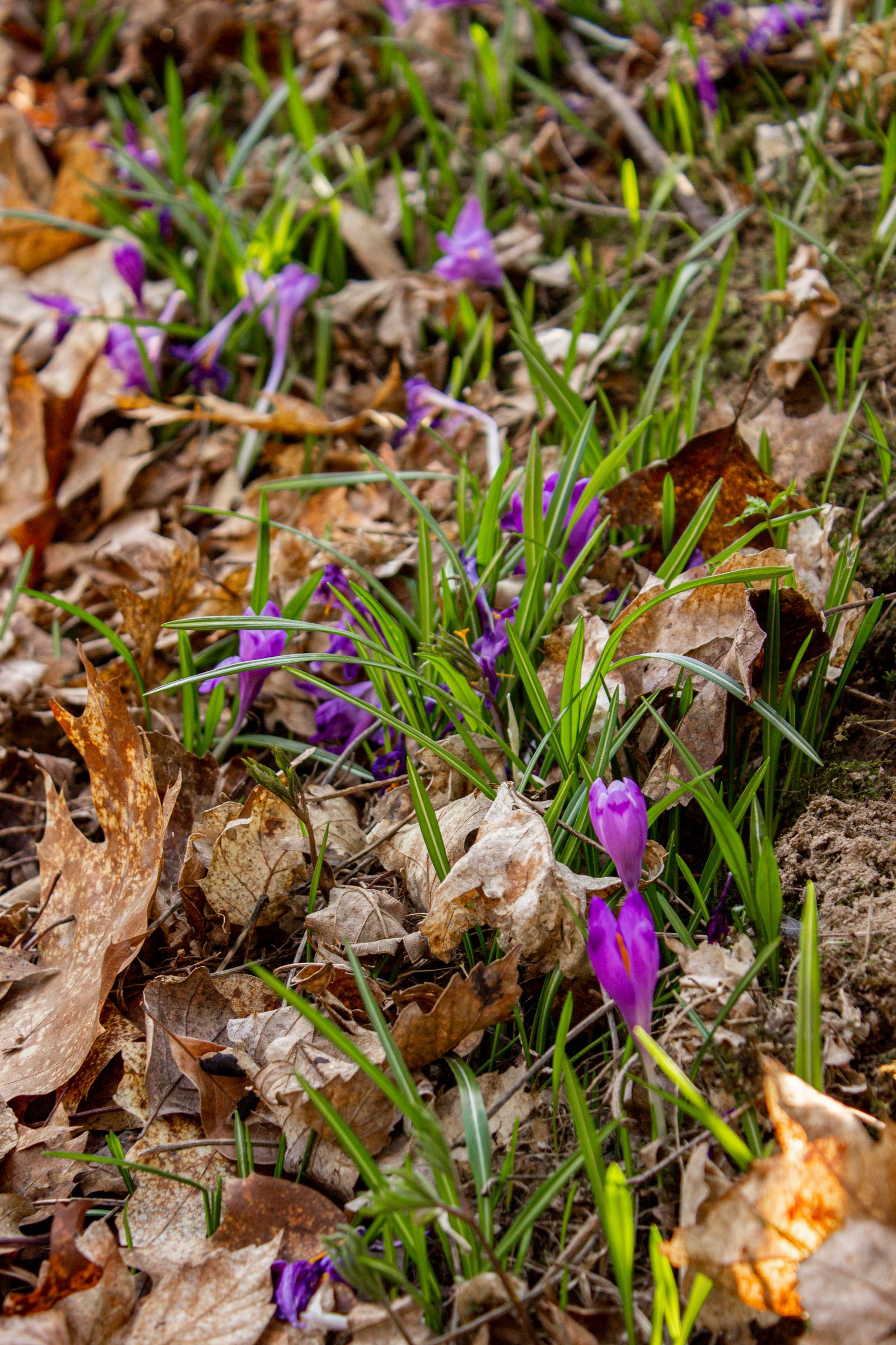 Spring garden maintenance in a Sydney garden