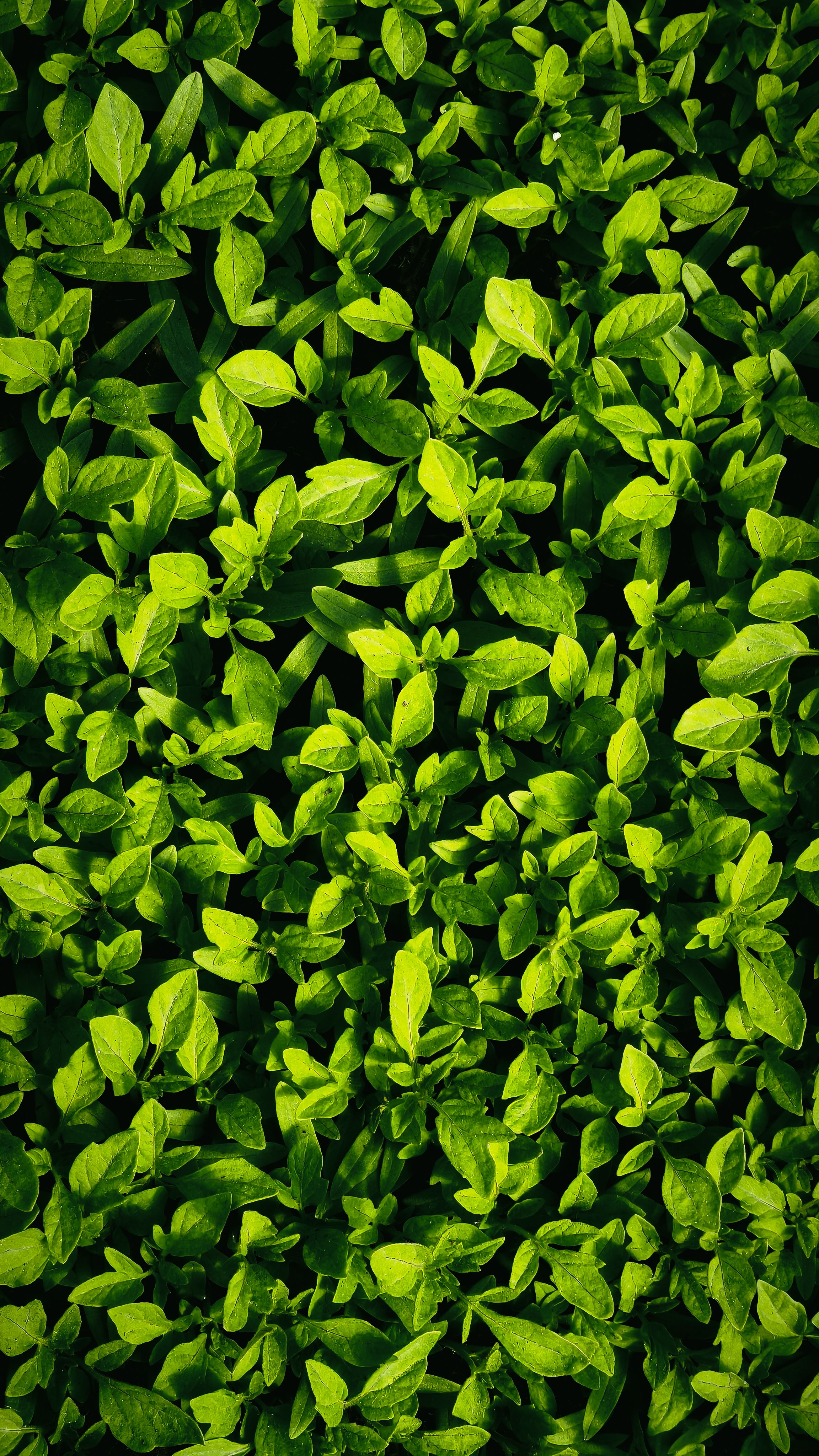 Vibrant fresh green leaves creating a rich foliage texture.