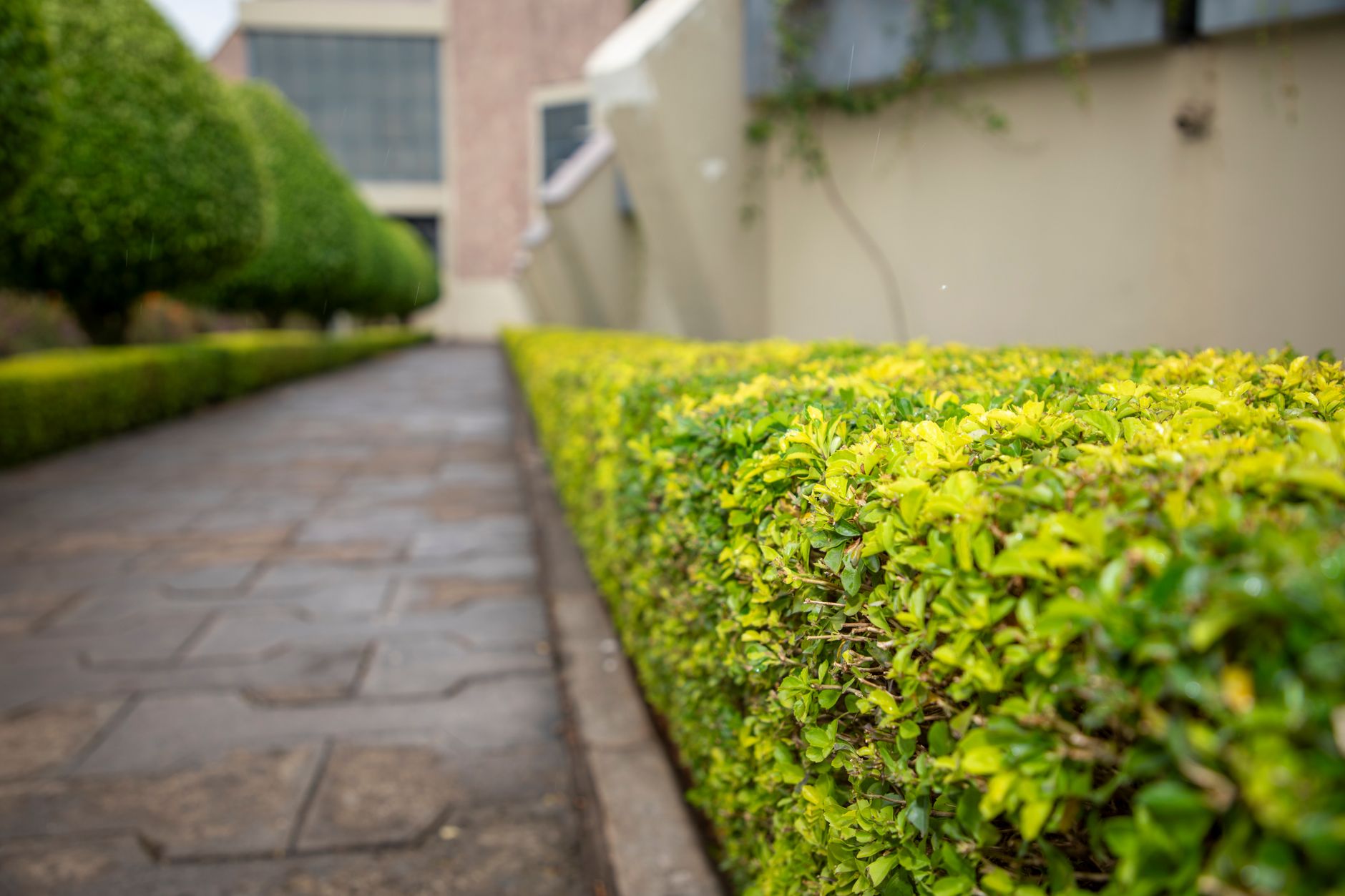 Wide hedged avenue in Runda estate, Nairobi, with mature trees and gated entrances