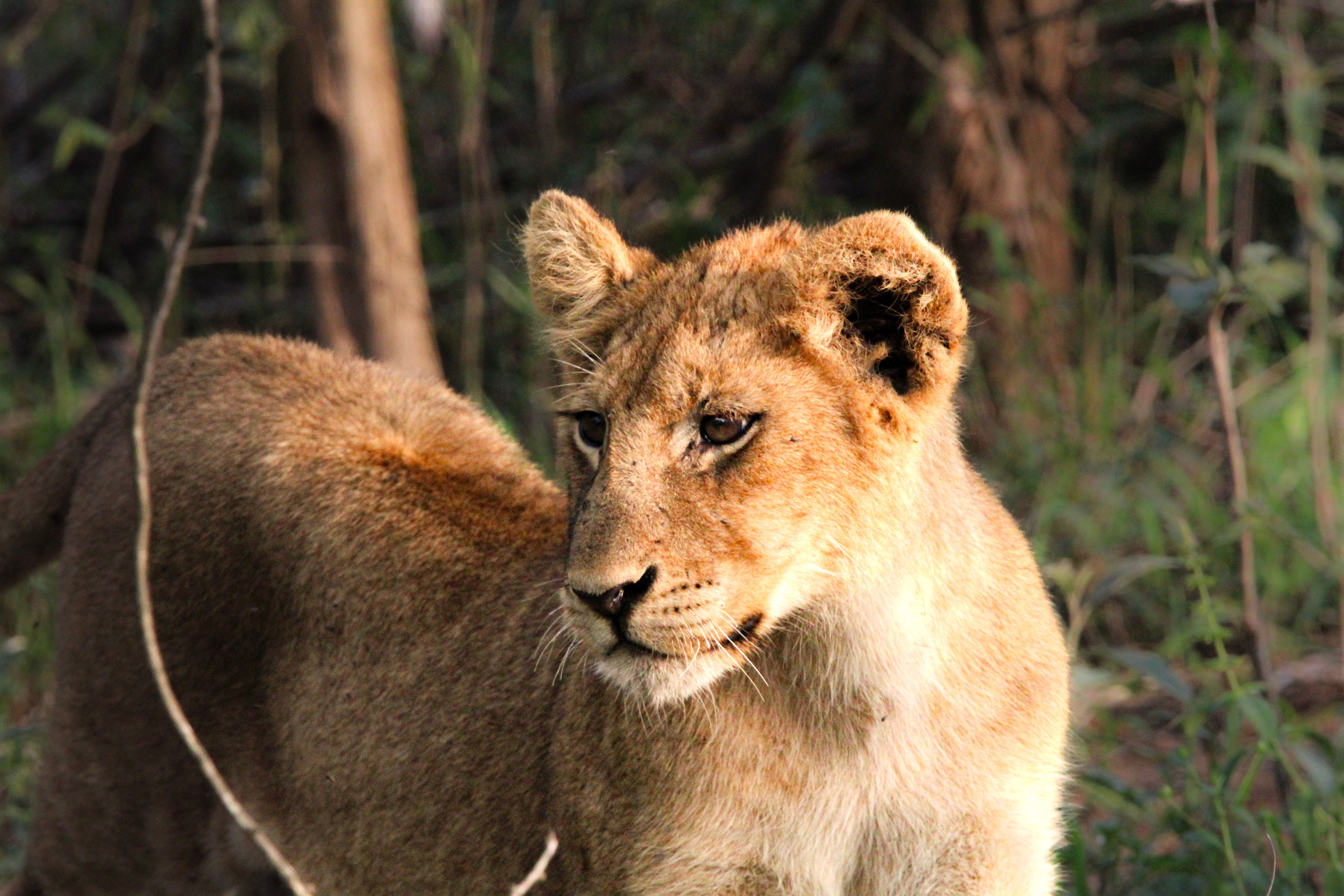 Safari Lodge Virunga