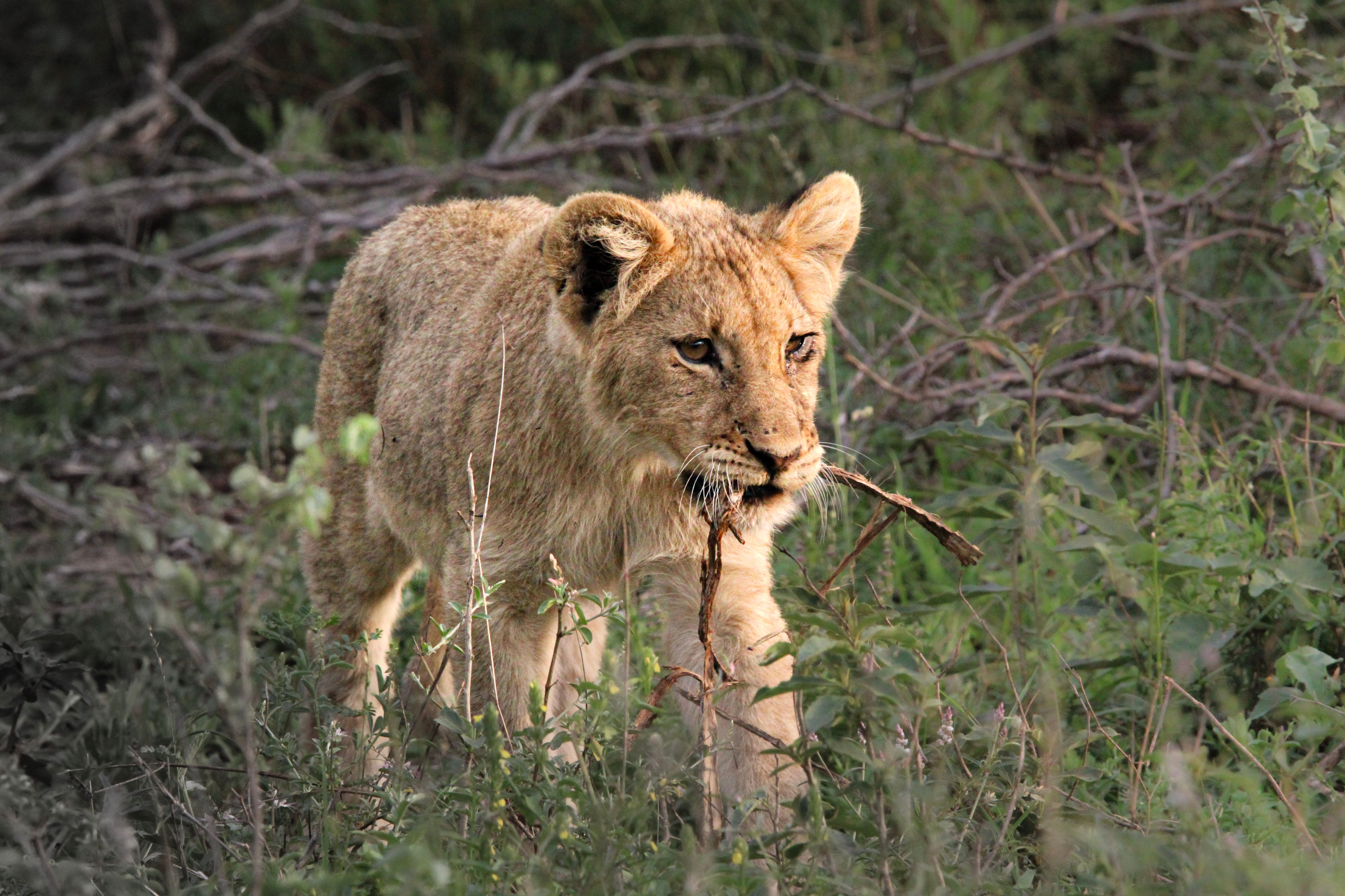 lion savanna south africa safari kruger national park wildlife pride sunset