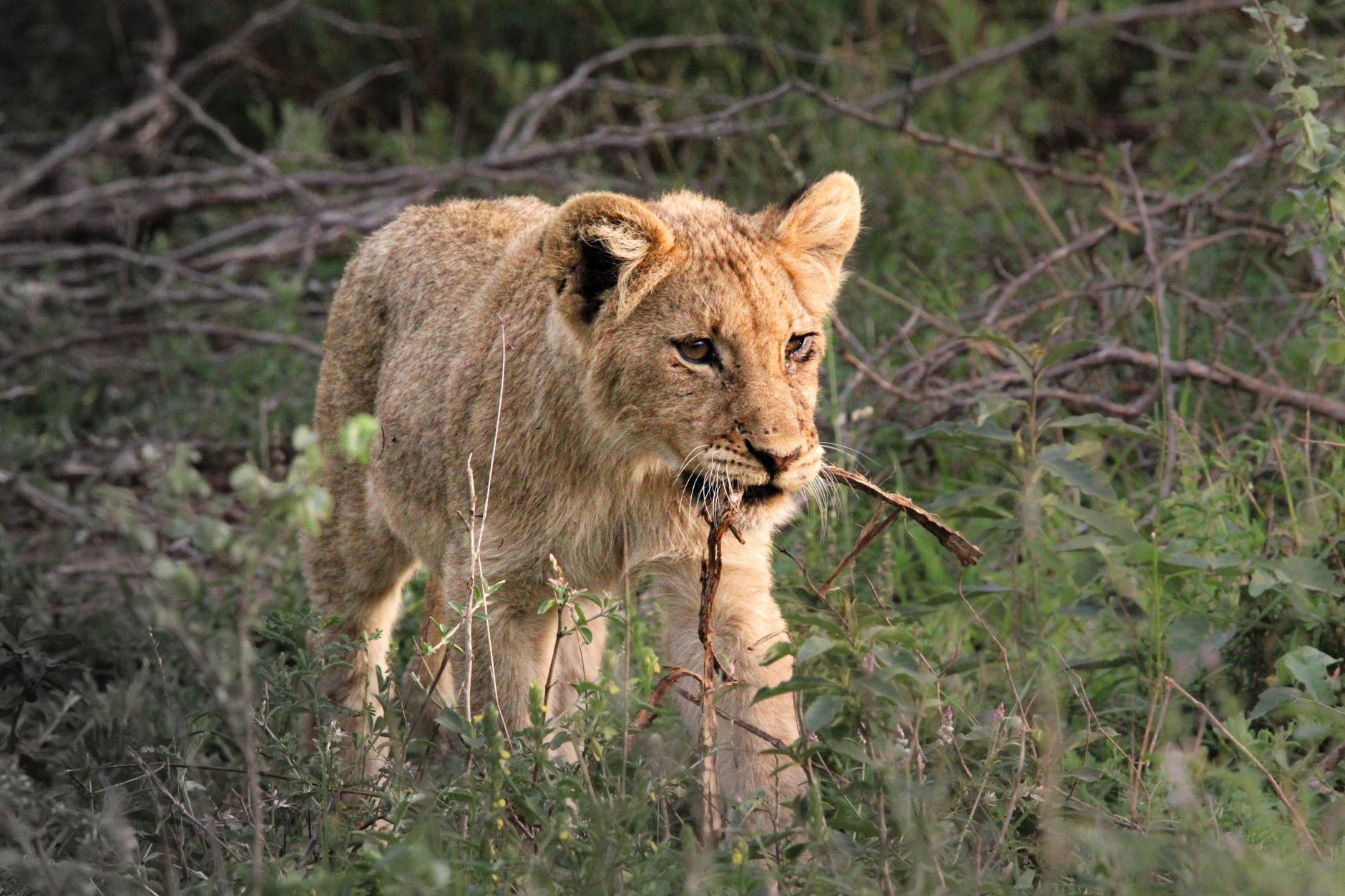 lion savanna south africa safari kruger national park wildlife pride sunset