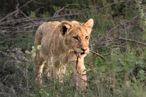 Free A lion cub exploring the wild terrain of Kruger National Park, showcasing nature's beauty. Stock Photo