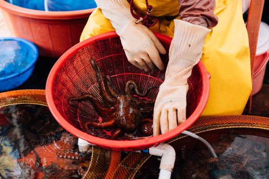 A vendor handles fresh octopus at a bustling fish market in Busan, South Korea.