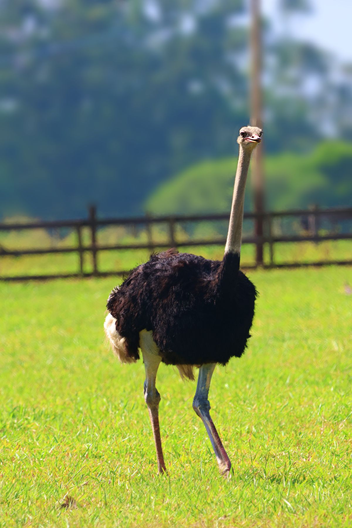 柵のある草地に立つダチョウ