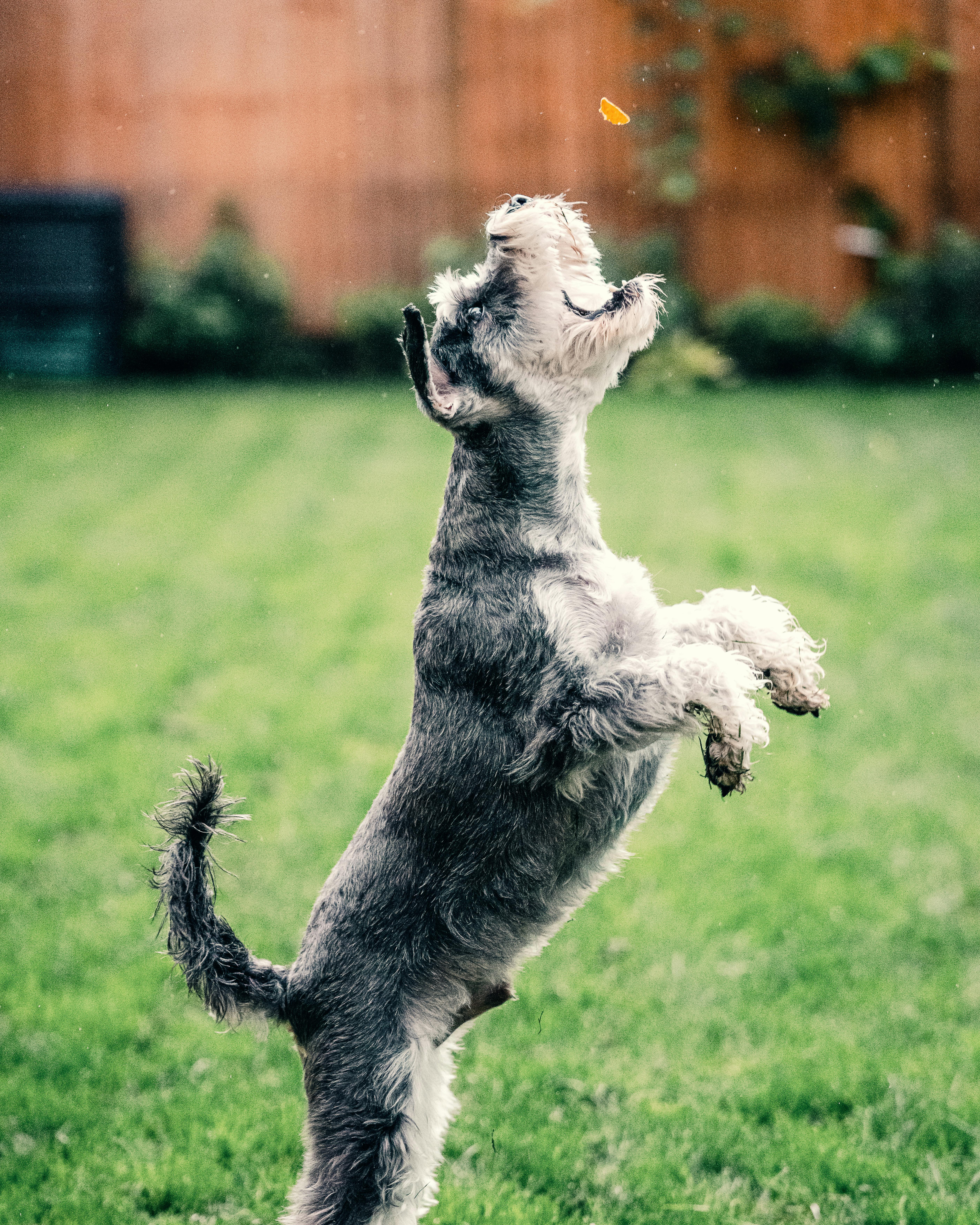 The Schnauzer Weiner Dog Mix A Comprehensive Guide to This Unique Hybrid