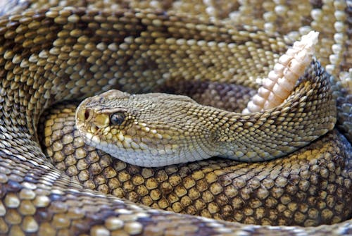 Gratis Diamond Back Rattle Snake Foto a disposizione